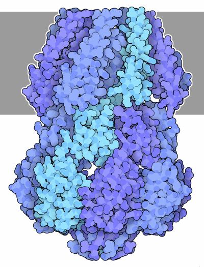 Mechanosensitive channel of small conductance (MscS). The membrane is shown schematically in gray.