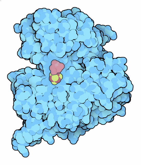 Aconitase.