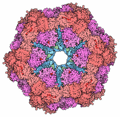 Erythrocruorin, a giant hemoglobin from earthworms.