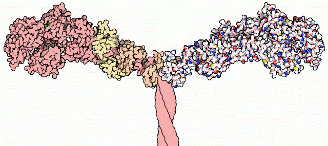 Motor domains of myosin.