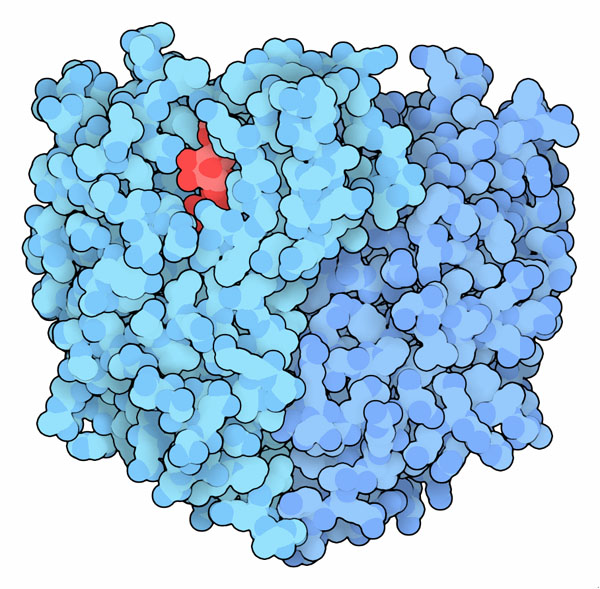 VanA reconstructed from a 30,000 year old bacterium, with bound ATP in red.