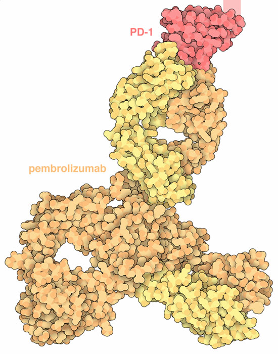 Interaction of PD-1 with the anti-cancer antibody pembrolizumab.