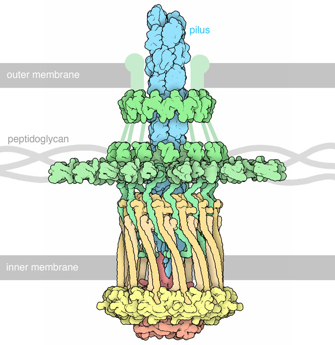 The type IVa pilus machine. Portions of the collar embedded in the outer membrane are not included in the coordinate set and are shown schematically here.