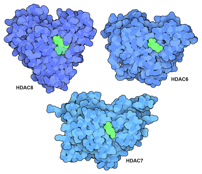 Three human HDACs (blue) inhibited by trichostatin A (green).