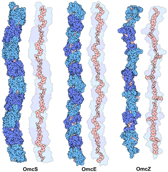 Three cytochrome nanowires from Geobacter bacteria. The electron-carrying hemes are shown in pink.